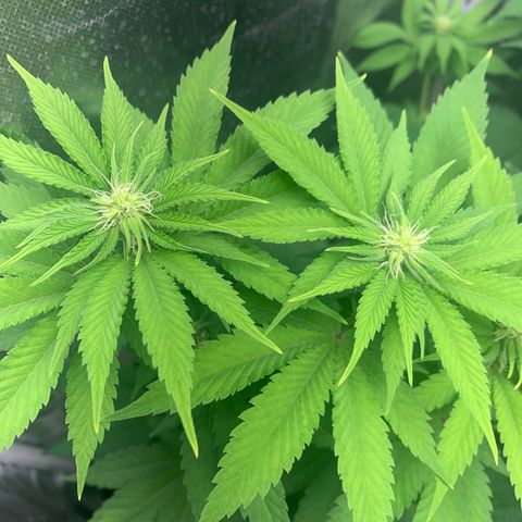 Gelat.OG growlog timeline photo