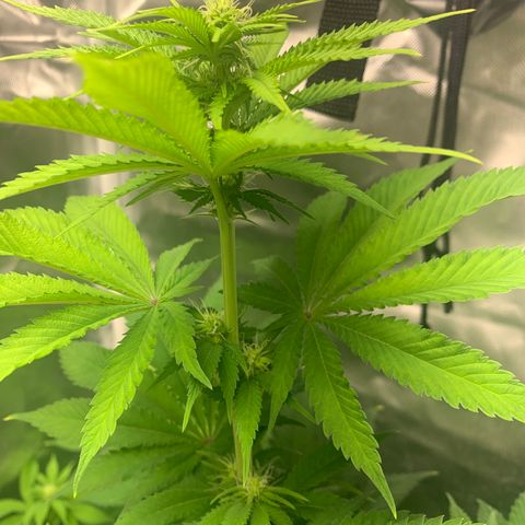 Gelat.OG growlog timeline photo