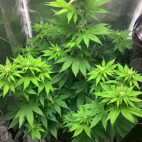 Gelat.OG growlog timeline photo