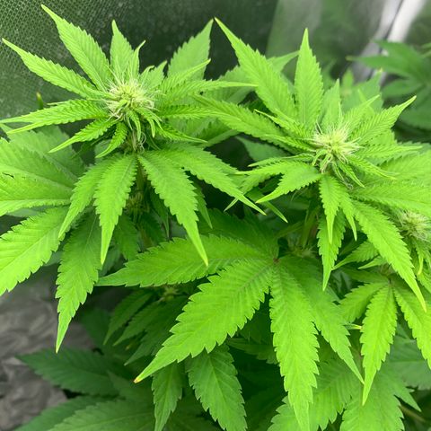 Gelat.OG growlog timeline photo