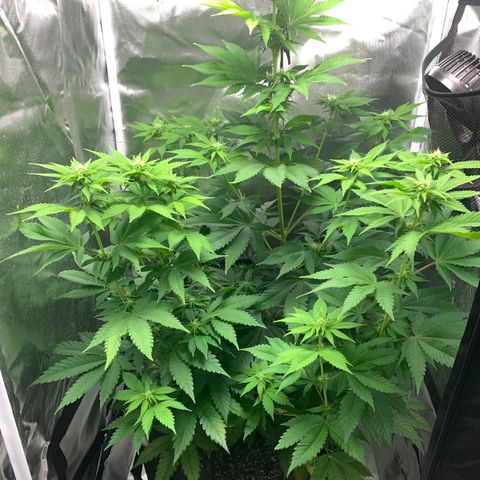 Gelat.OG growlog timeline photo