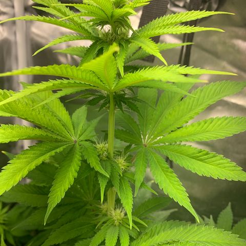 Gelat.OG growlog timeline photo