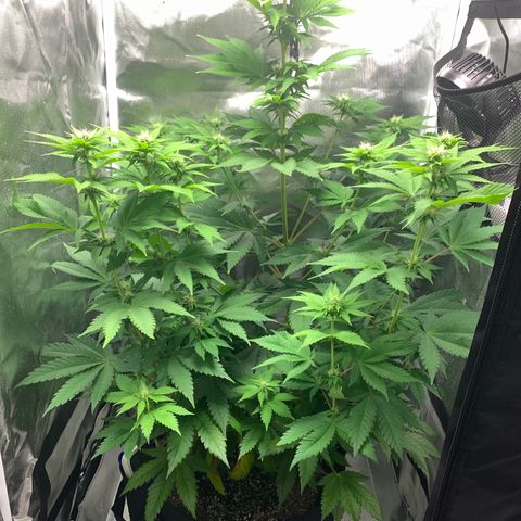 Gelat.OG growlog timeline photo