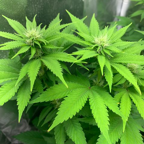 Gelat.OG growlog timeline photo