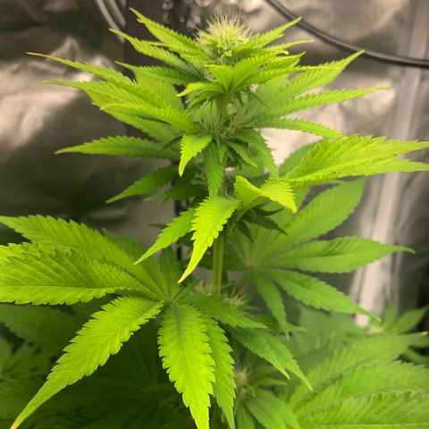 Gelat.OG growlog timeline photo
