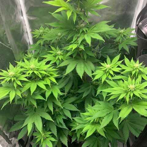 Gelat.OG growlog timeline photo