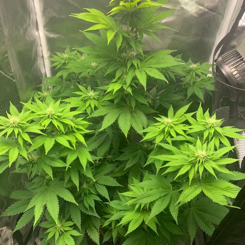 Gelat.OG growlog timeline photo