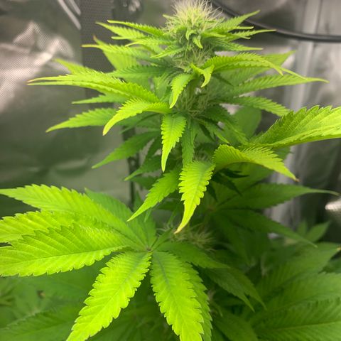 Gelat.OG growlog timeline photo
