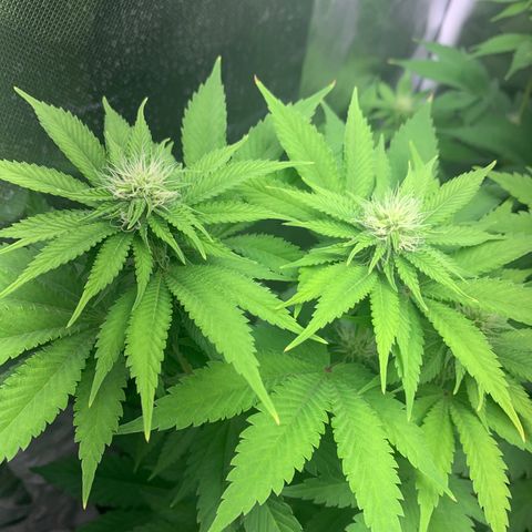 Gelat.OG growlog timeline photo