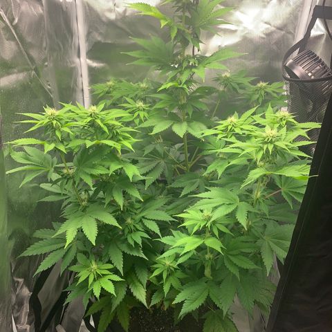 Gelat.OG growlog timeline photo