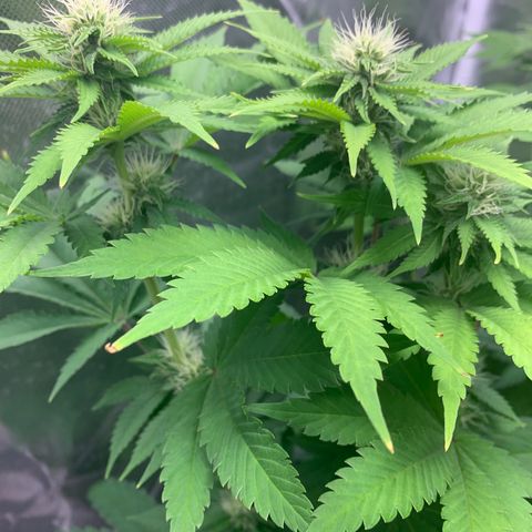 Gelat.OG growlog timeline photo