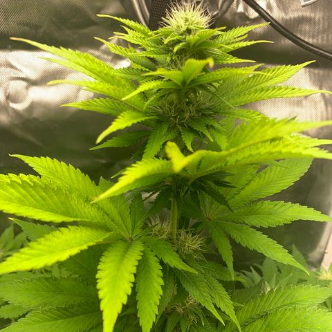 Gelat.OG growlog timeline photo