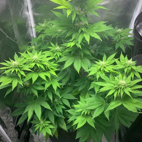 Gelat.OG growlog timeline photo