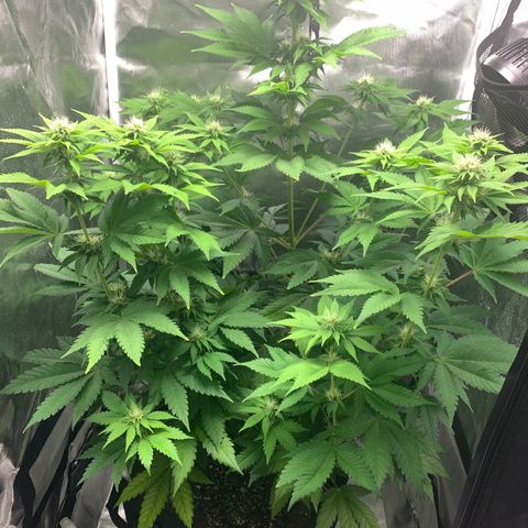 Gelat.OG growlog timeline photo