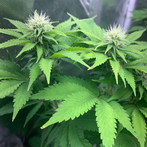 Gelat.OG growlog timeline photo