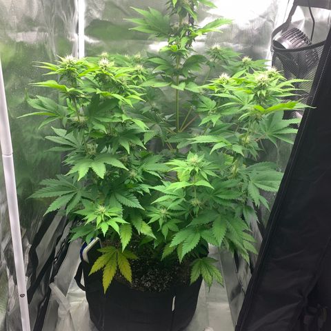 Gelat.OG growlog timeline photo