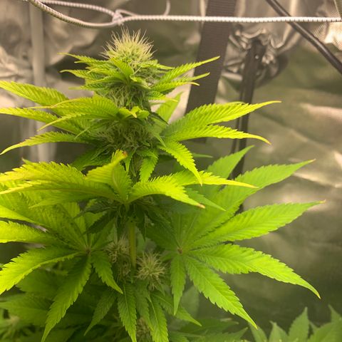 Gelat.OG growlog timeline photo