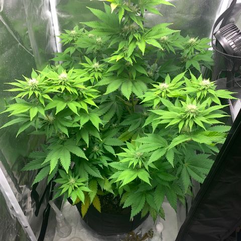 Gelat.OG growlog timeline photo