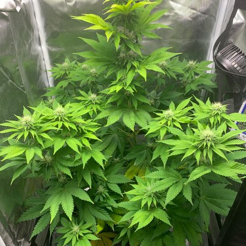 Gelat.OG growlog timeline photo