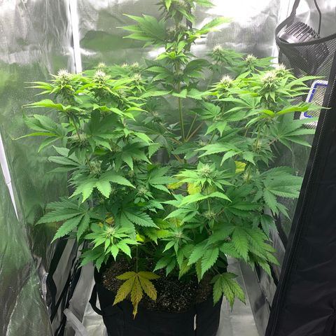 Gelat.OG growlog timeline photo
