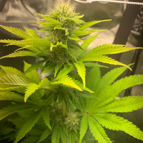 Gelat.OG growlog timeline photo