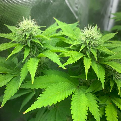 Gelat.OG growlog timeline photo