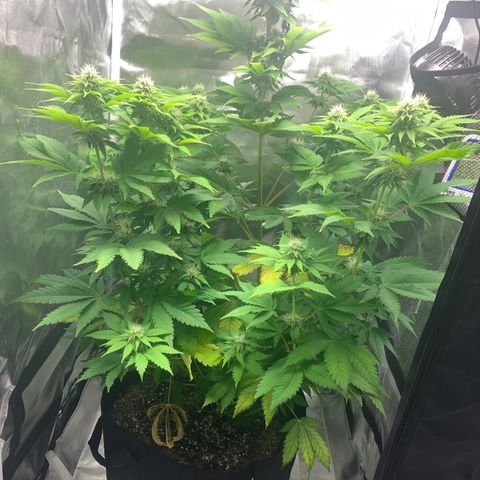 Gelat.OG growlog timeline photo