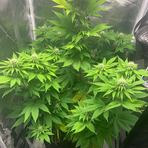Gelat.OG growlog timeline photo