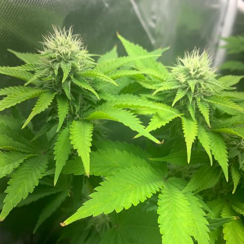 Gelat.OG growlog timeline photo