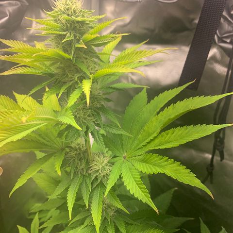 Gelat.OG growlog timeline photo