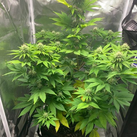 Gelat.OG growlog timeline photo