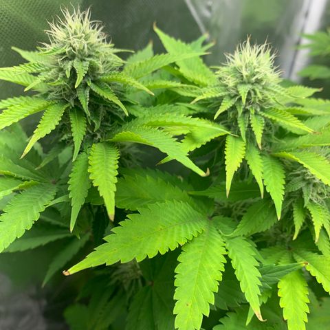 Gelat.OG growlog timeline photo
