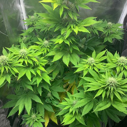 Gelat.OG growlog timeline photo