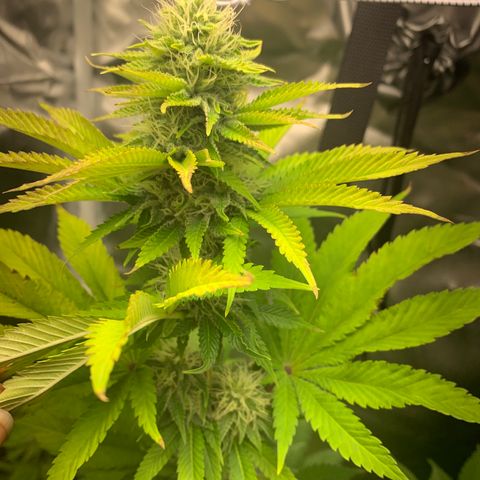 Gelat.OG growlog timeline photo
