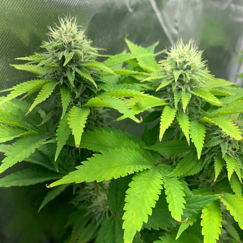 Gelat.OG growlog timeline photo