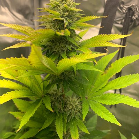 Gelat.OG growlog timeline photo