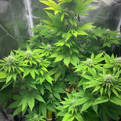 Gelat.OG growlog timeline photo