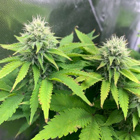 Gelat.OG growlog timeline photo