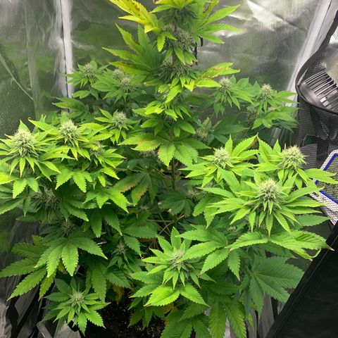 Gelat.OG growlog timeline photo
