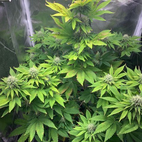 Gelat.OG growlog timeline photo