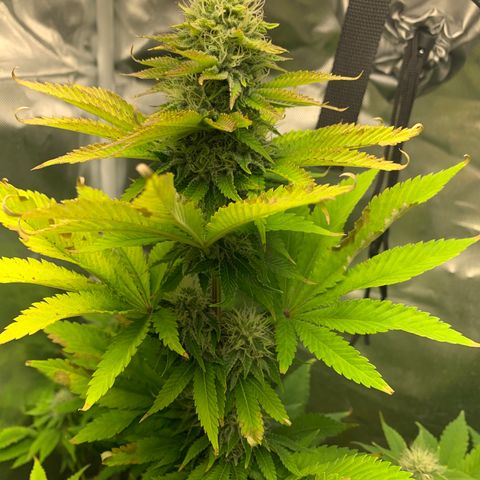 Gelat.OG growlog timeline photo
