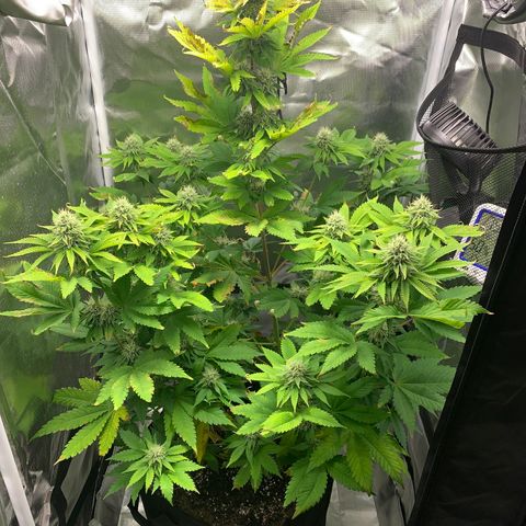 Gelat.OG growlog timeline photo