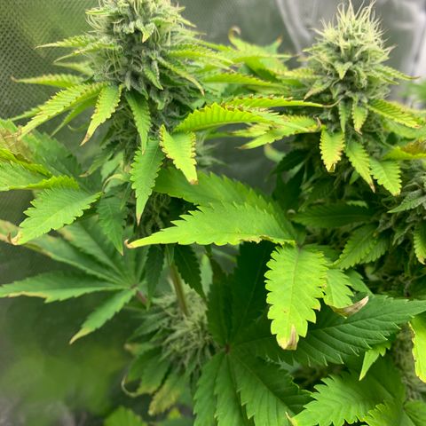 Gelat.OG growlog timeline photo
