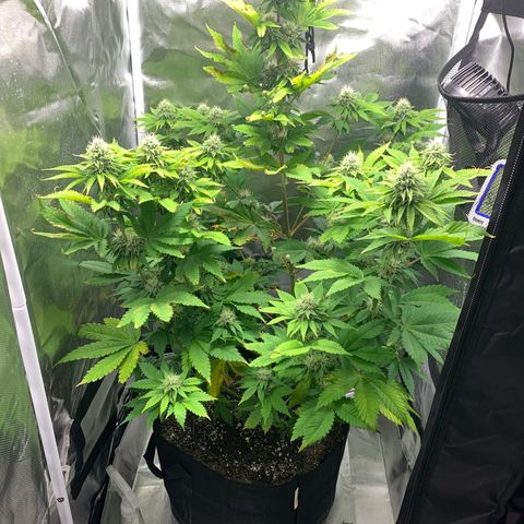 Gelat.OG growlog timeline photo