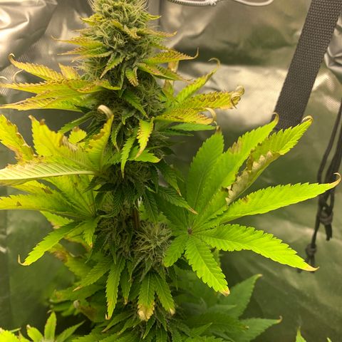 Gelat.OG growlog timeline photo