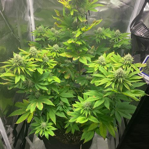 Gelat.OG growlog timeline photo