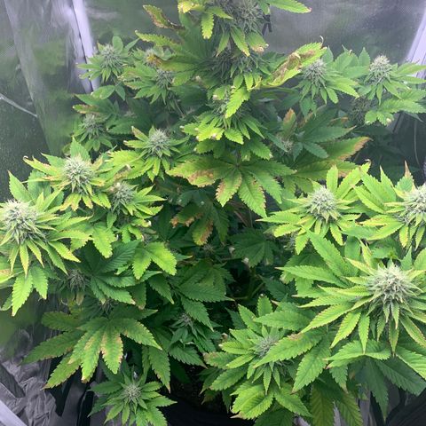 Gelat.OG growlog timeline photo
