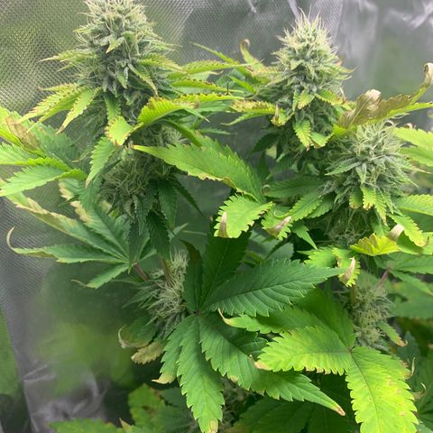 Gelat.OG growlog timeline photo