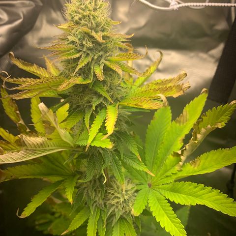 Gelat.OG growlog timeline photo