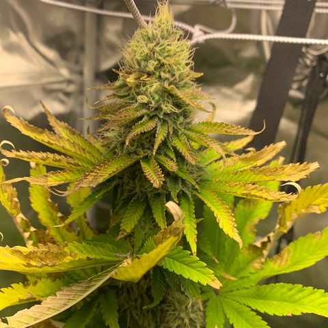 Gelat.OG growlog timeline photo